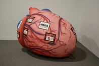 اندام های انسان بادی، ریه های قلب غول پیکر برای آموزش فعالیت های پزشکی نمایشگر