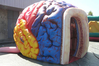 نمایشگاه اندام های مدل مگا مغز بادی غول پیکر انسان چادر بزرگ مغز